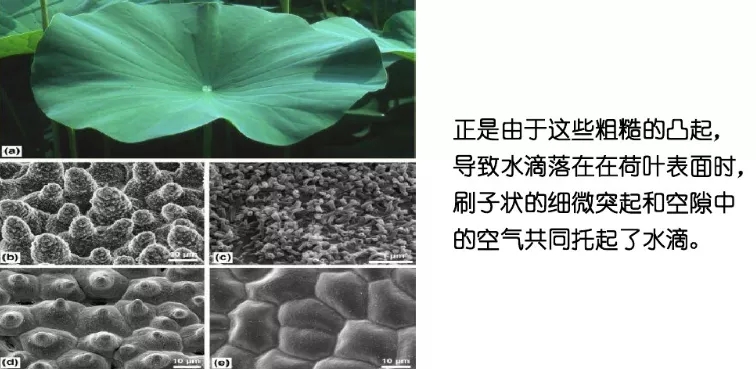 澳達荷葉疏水劑2